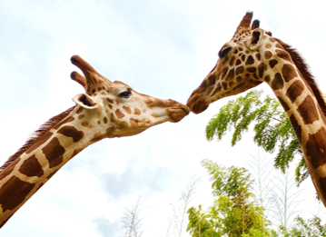   千葉に「動物園」×「グランピング」施設「THE BAMBOO FOREST」誕生！「キリンと朝食」などの飼育を体験