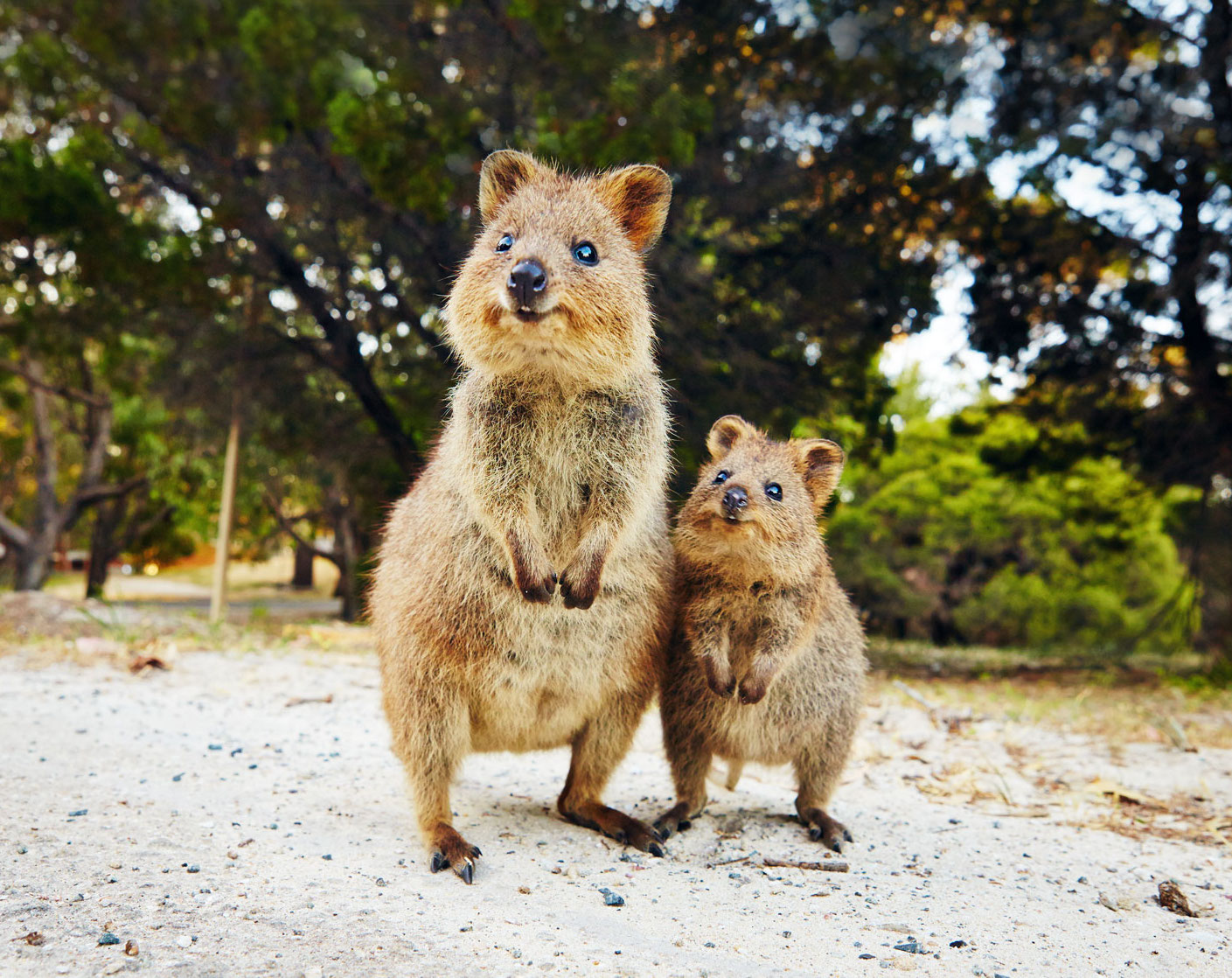   埼玉県こども動物自然公園に世界一幸せな動物「クオッカ」がやってきた！7月1日から公開