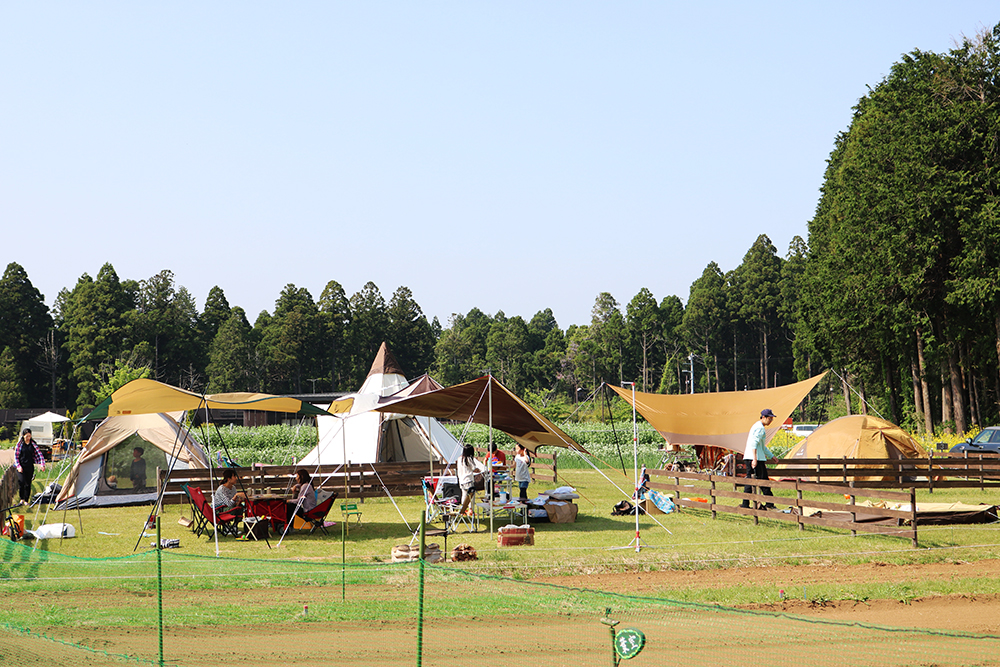   キャンプでも秋の味覚が楽しめる！　味覚狩りが楽しめる東日本キャンプ場３選