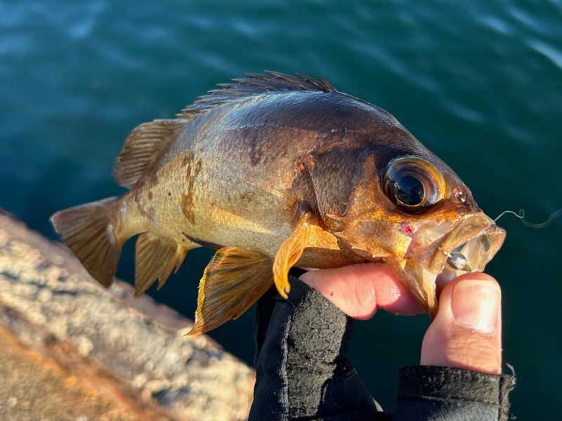   まだ釣りをしたことないキャンパー必見！キャンプだけではない釣りの凄すぎる魅力とは？