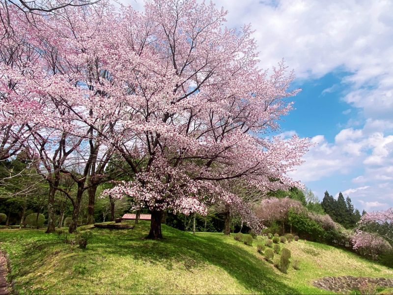   満開の桜の下で“豪華グランピング”！今行かなきゃ損するキャンプリゾート